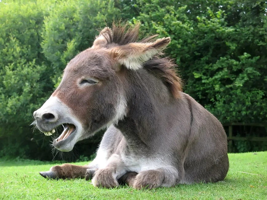 laughing-stock.webp