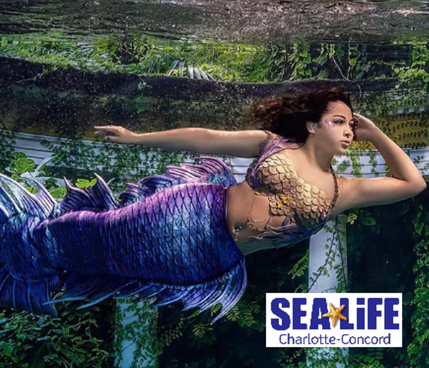 Nahire, one of the mermaids coming to SEALIFE Charlotte Concord in June