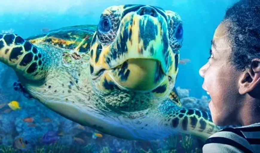 Sea Turtle Rescue Center at Sea Life Charlotte Concord